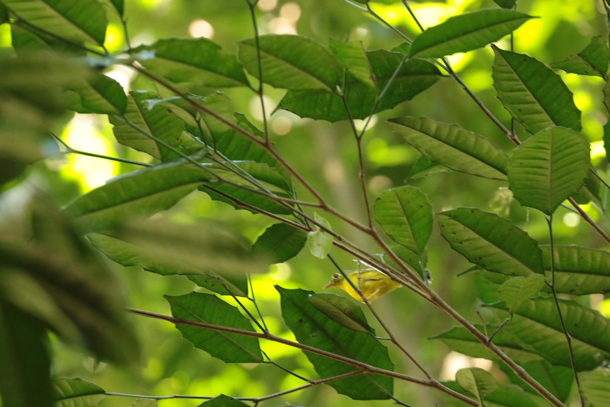 budníček Biankiho - ML646138419