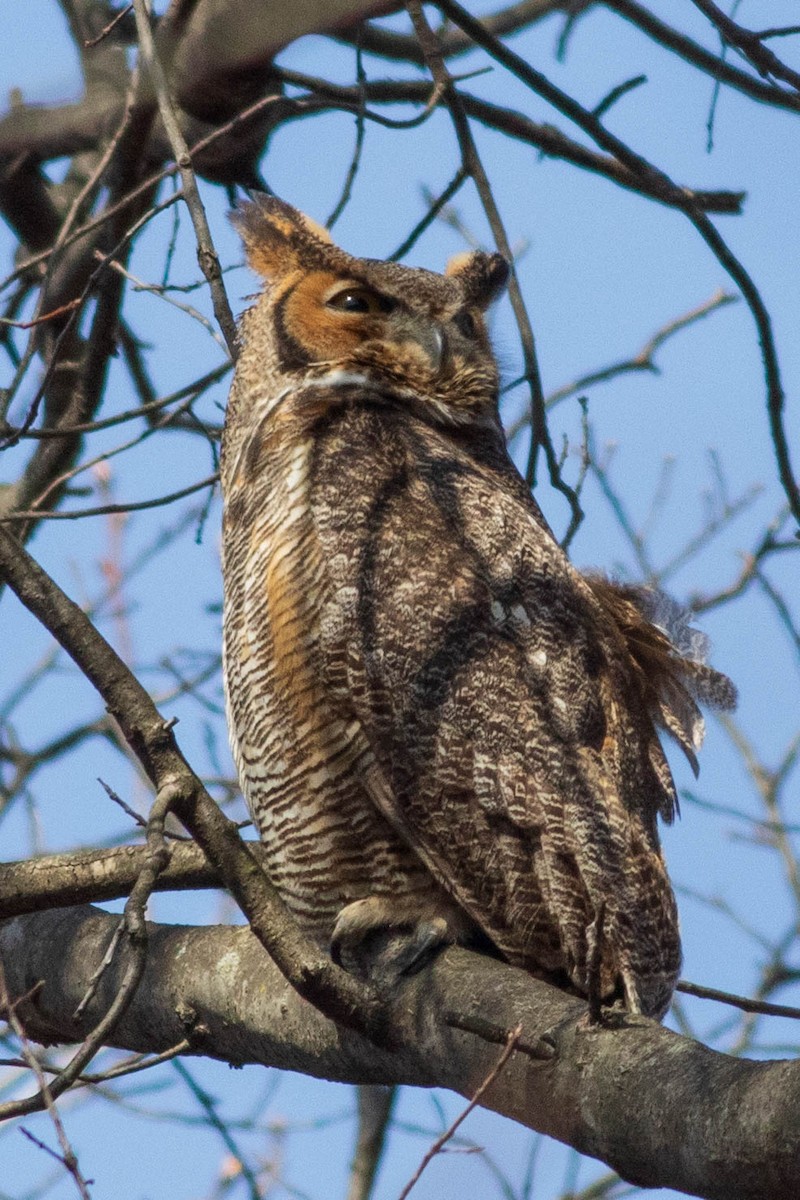 Great Horned Owl - ML646138423