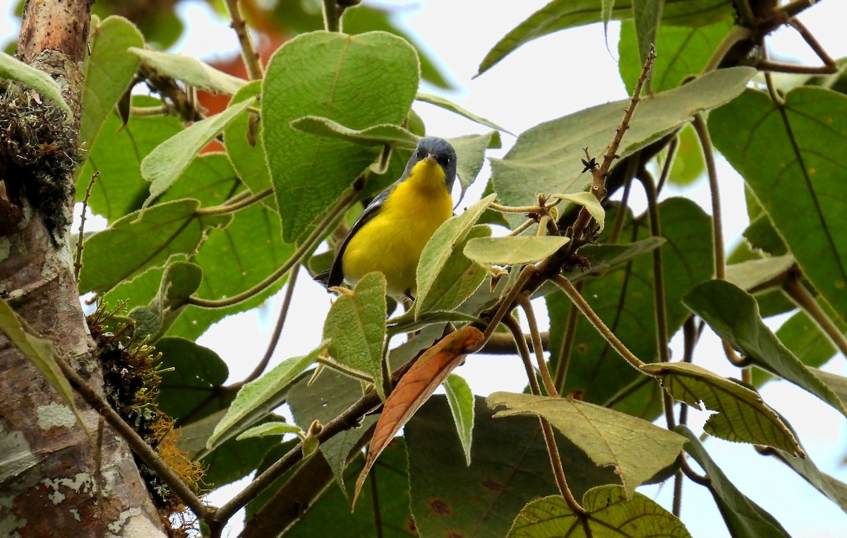 Tropical Parula - ML646138424
