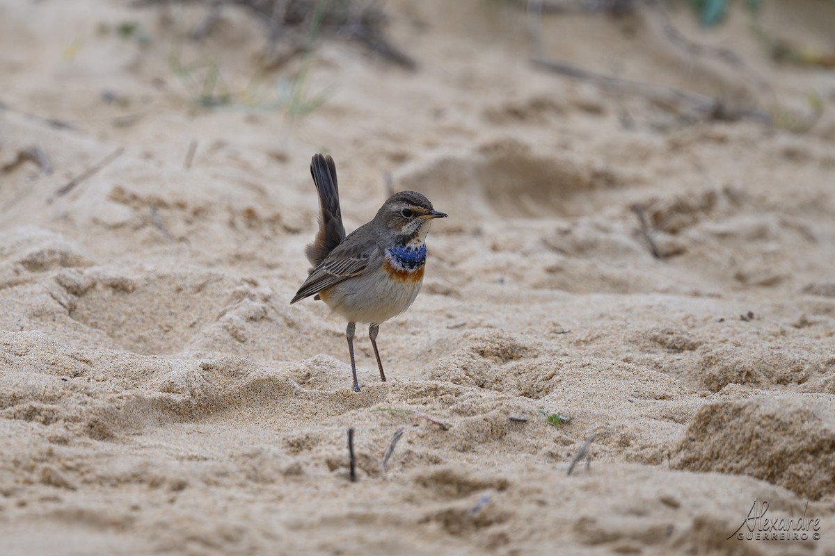 Bluethroat - ML646138425