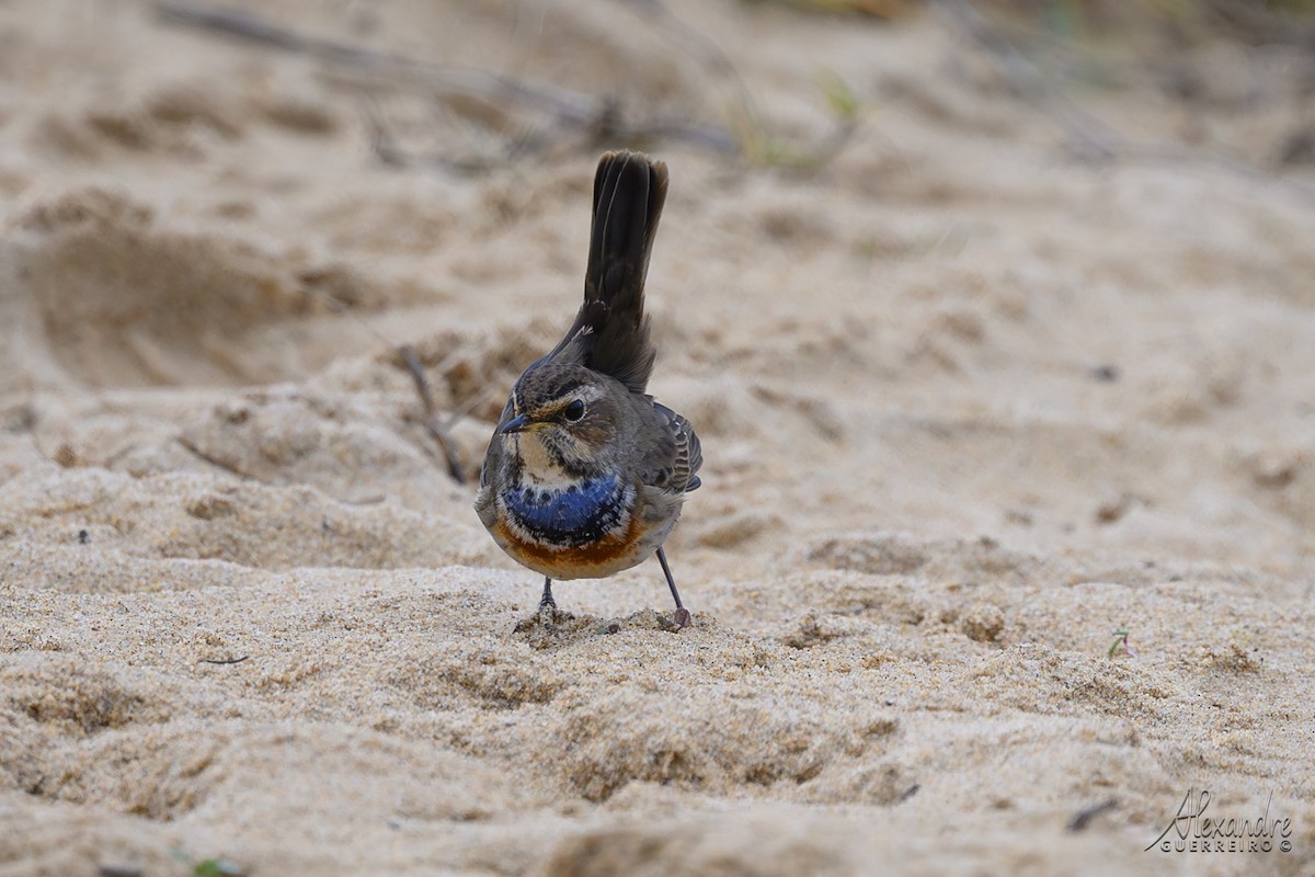 Bluethroat - ML646138426