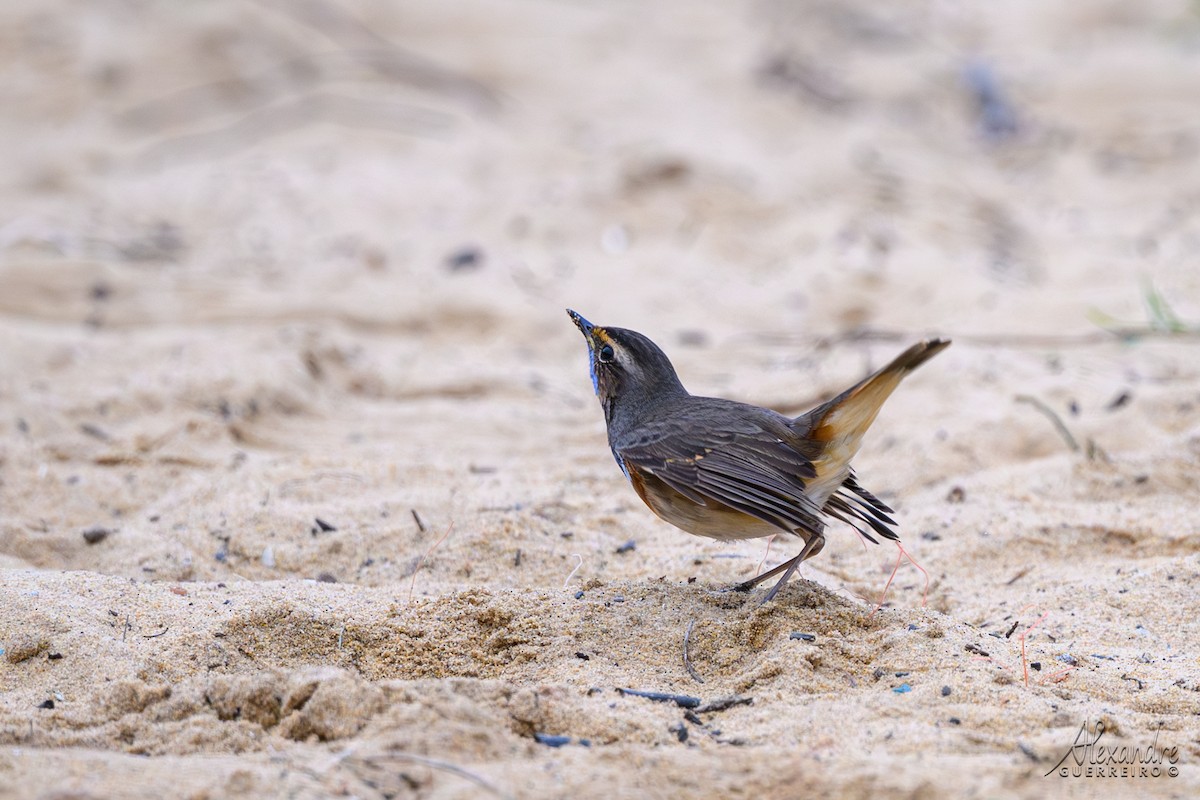 Bluethroat - ML646138427