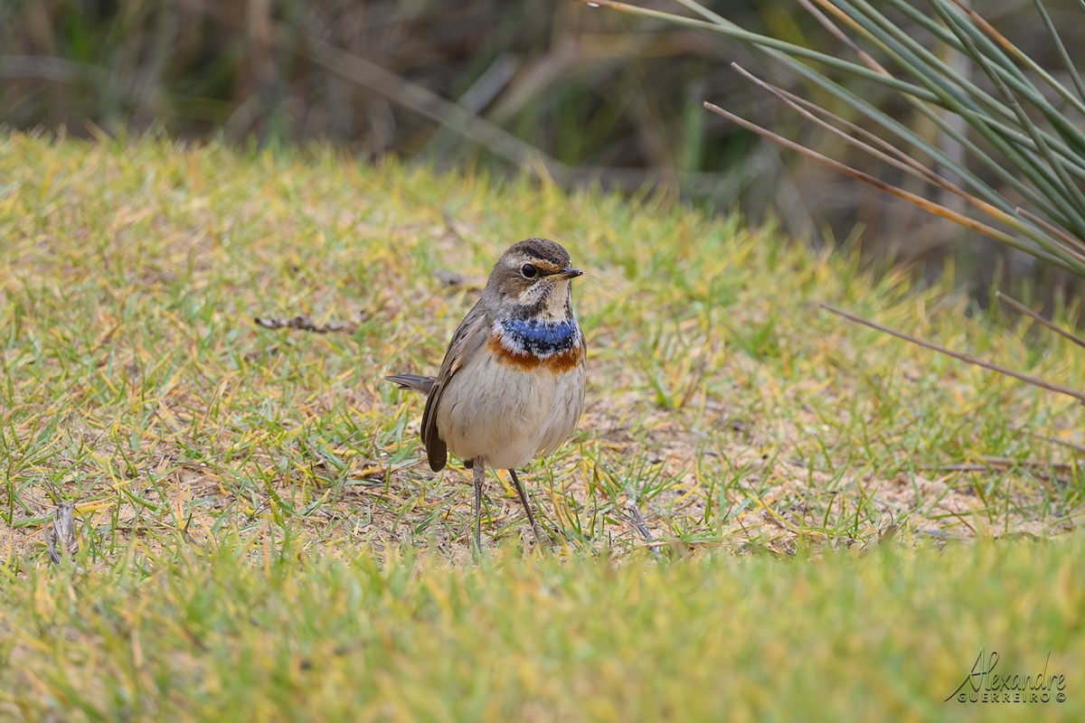 Bluethroat - ML646138428