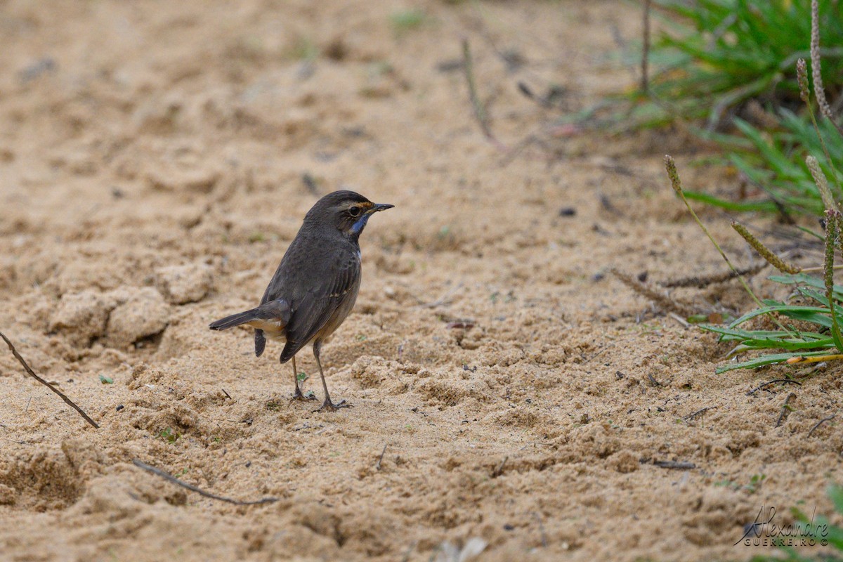 Bluethroat - ML646138429