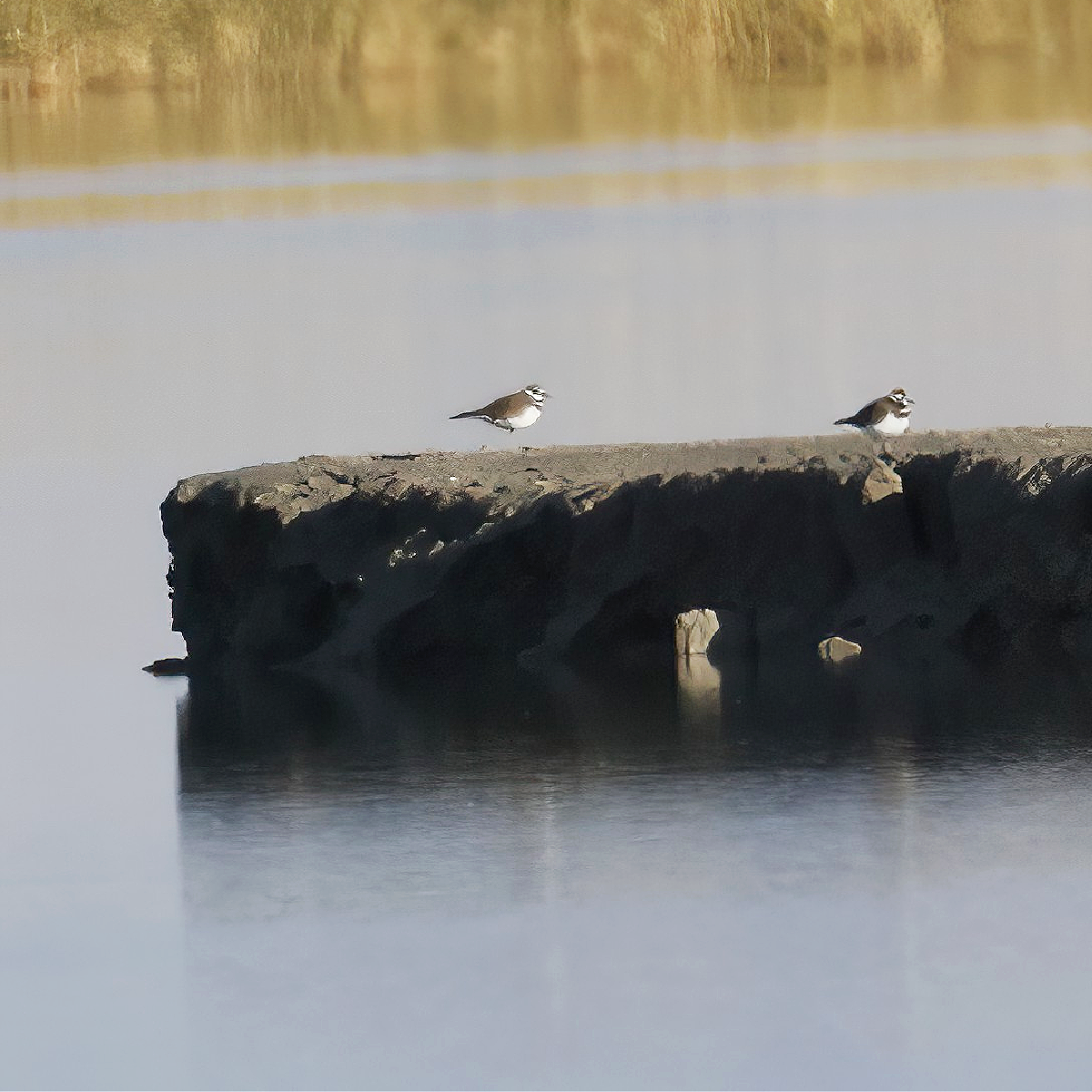 Killdeer - ML646138433