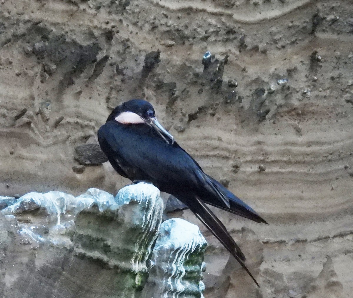 Great Frigatebird - ML646138435