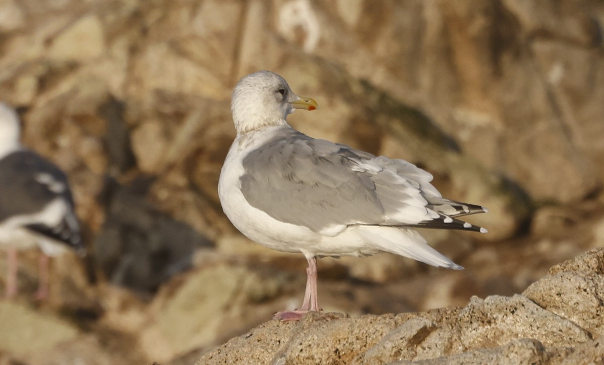 Iceland Gull (Thayer's) - ML646138436