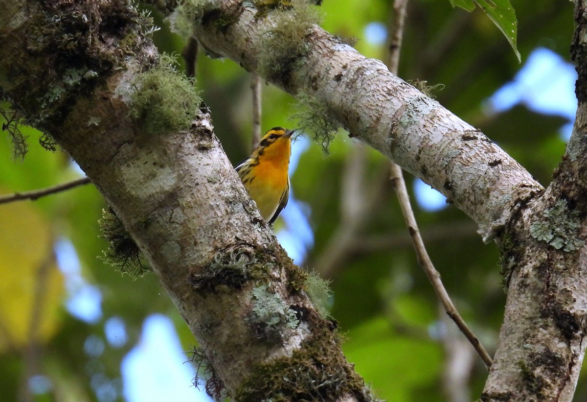 Reinita Gorjinaranja - ML646138438