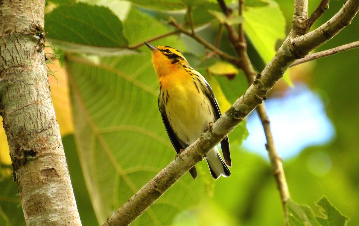 Reinita Gorjinaranja - ML646138439