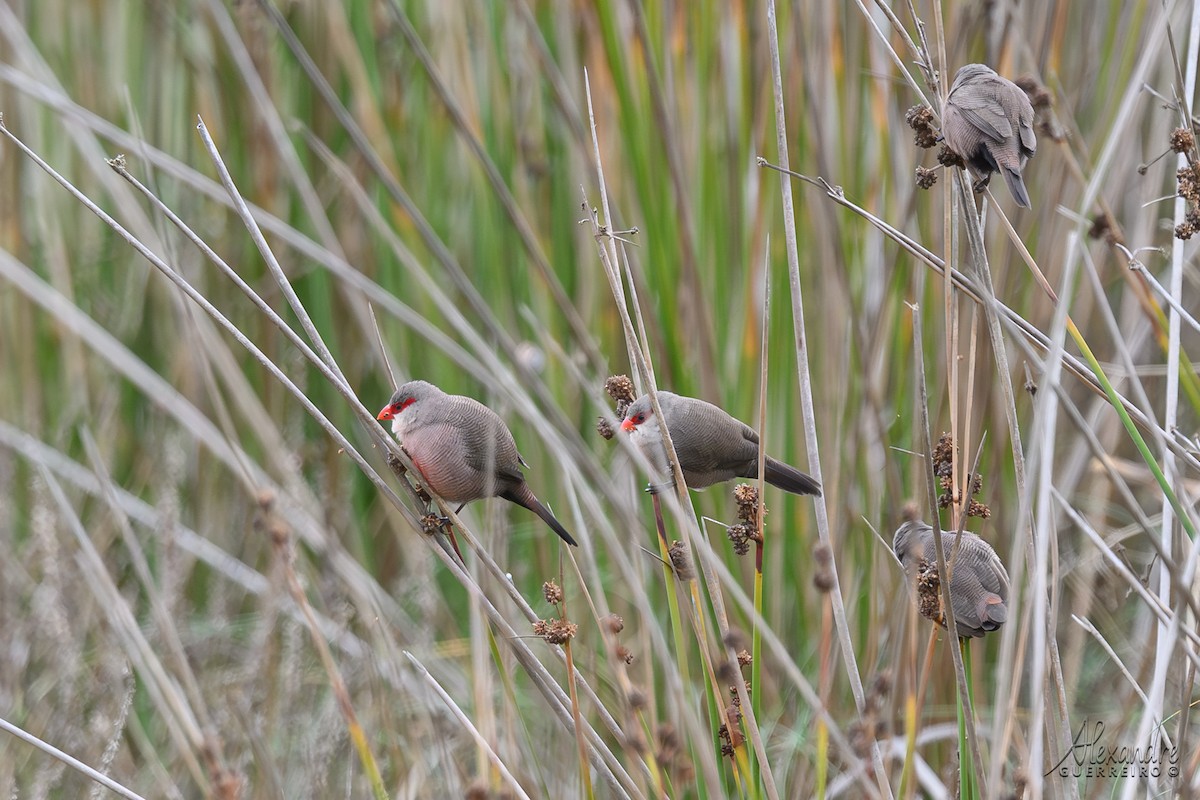 Common Waxbill - ML646138440