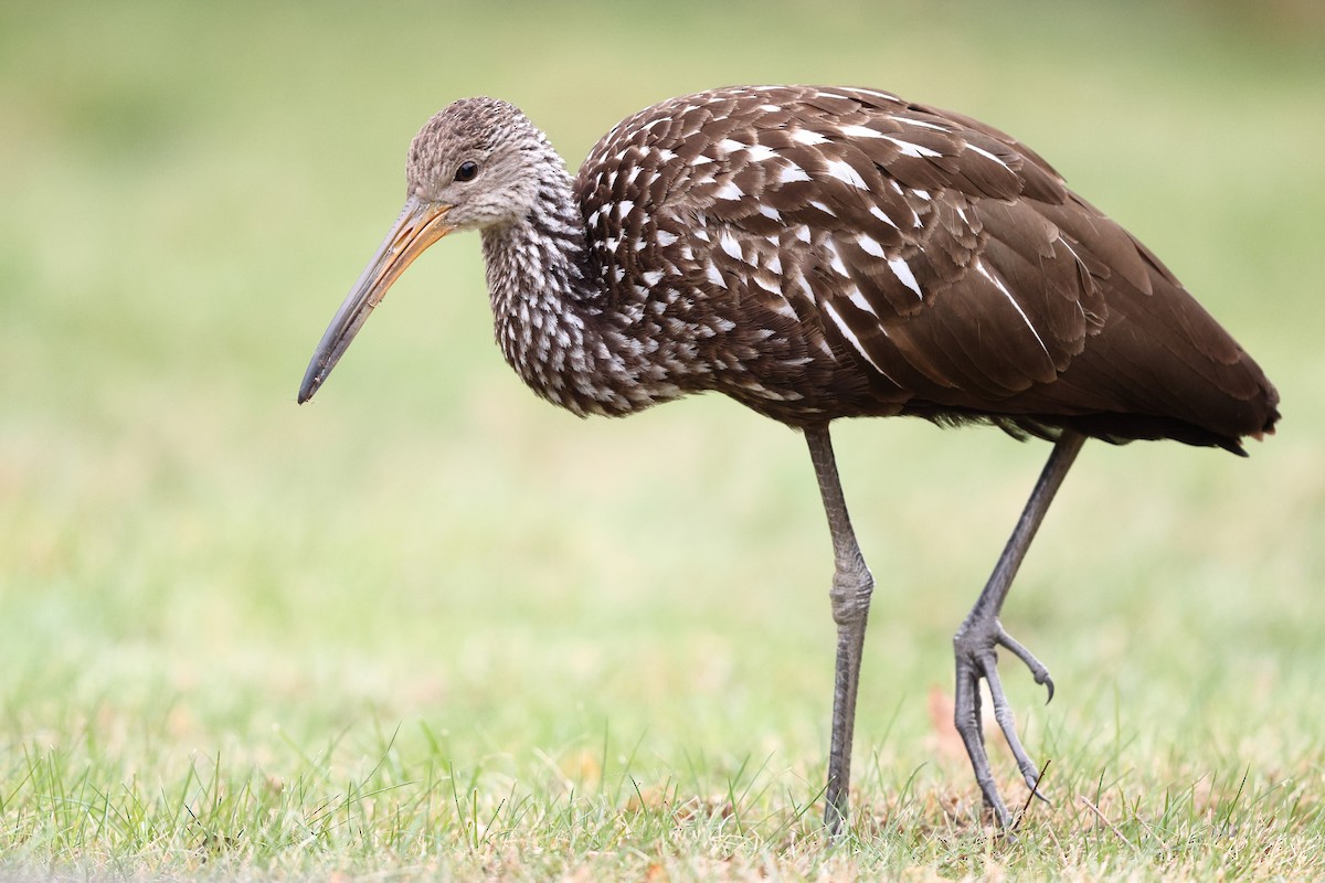 Limpkin (Speckled) - ML646138443