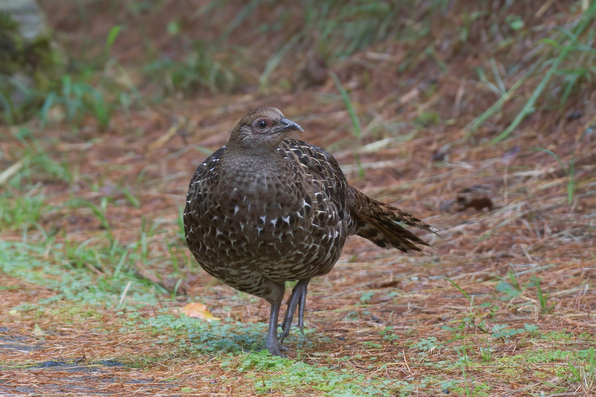 Mikado Pheasant - ML646138445