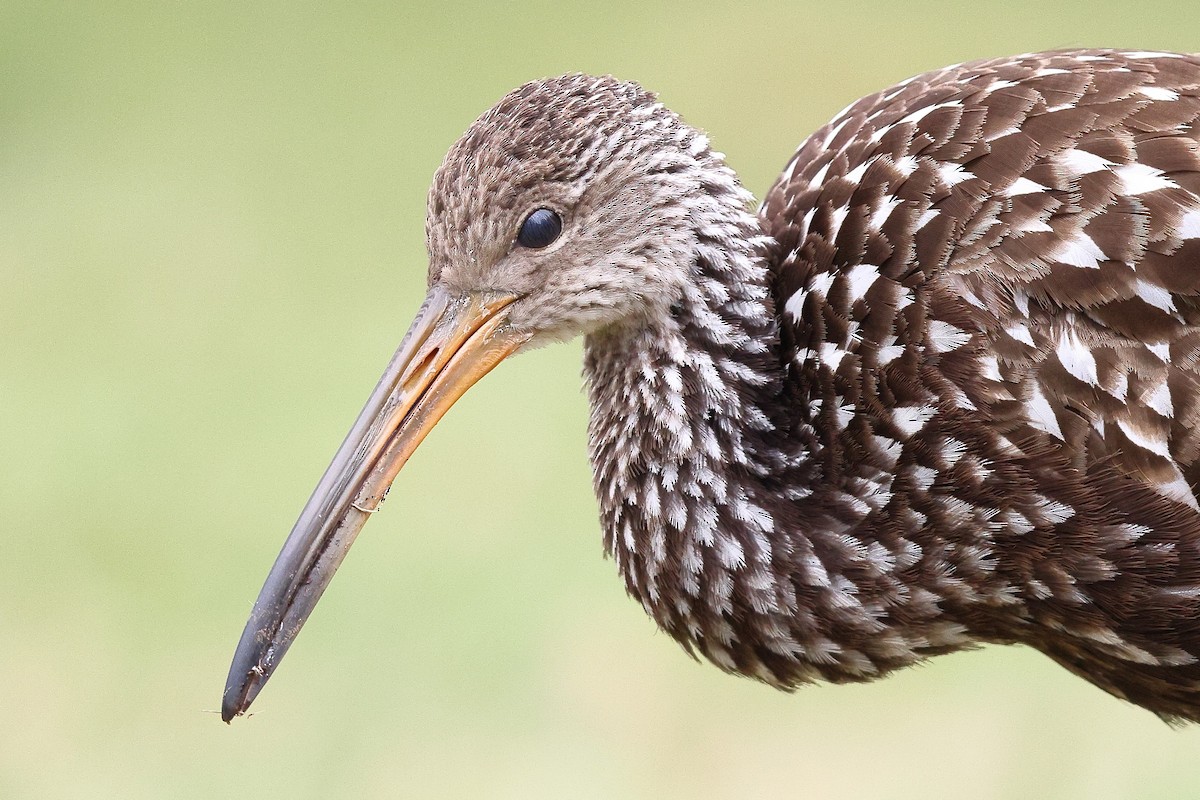 Limpkin (Speckled) - ML646138446