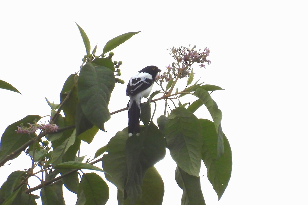 Magpie Tanager - ML646138453