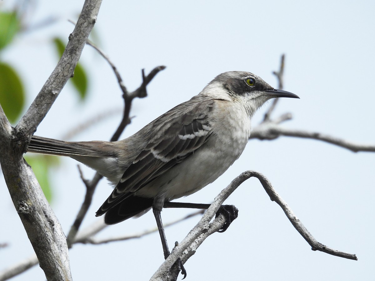 Galapagos Mockingbird - ML646138458