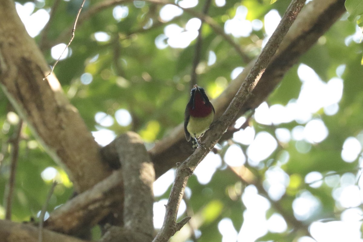 strdimil vidloocasý - ML646138459