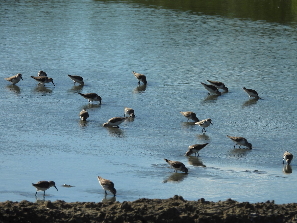 Western Sandpiper - ML646138463