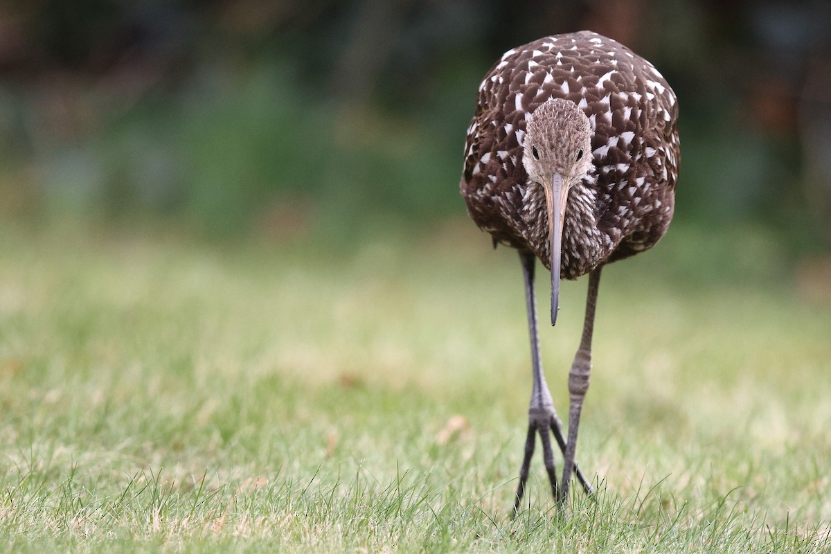 Limpkin (Speckled) - ML646138474