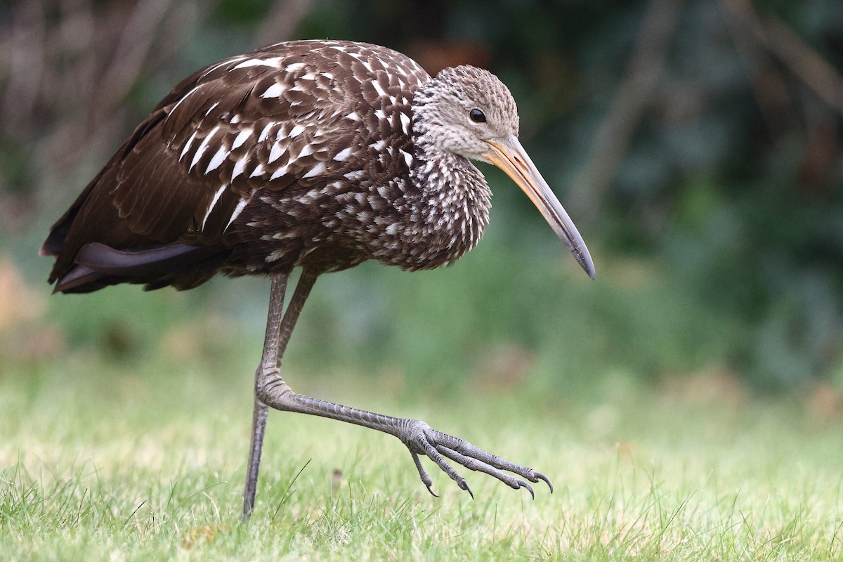 Limpkin (Speckled) - ML646138476