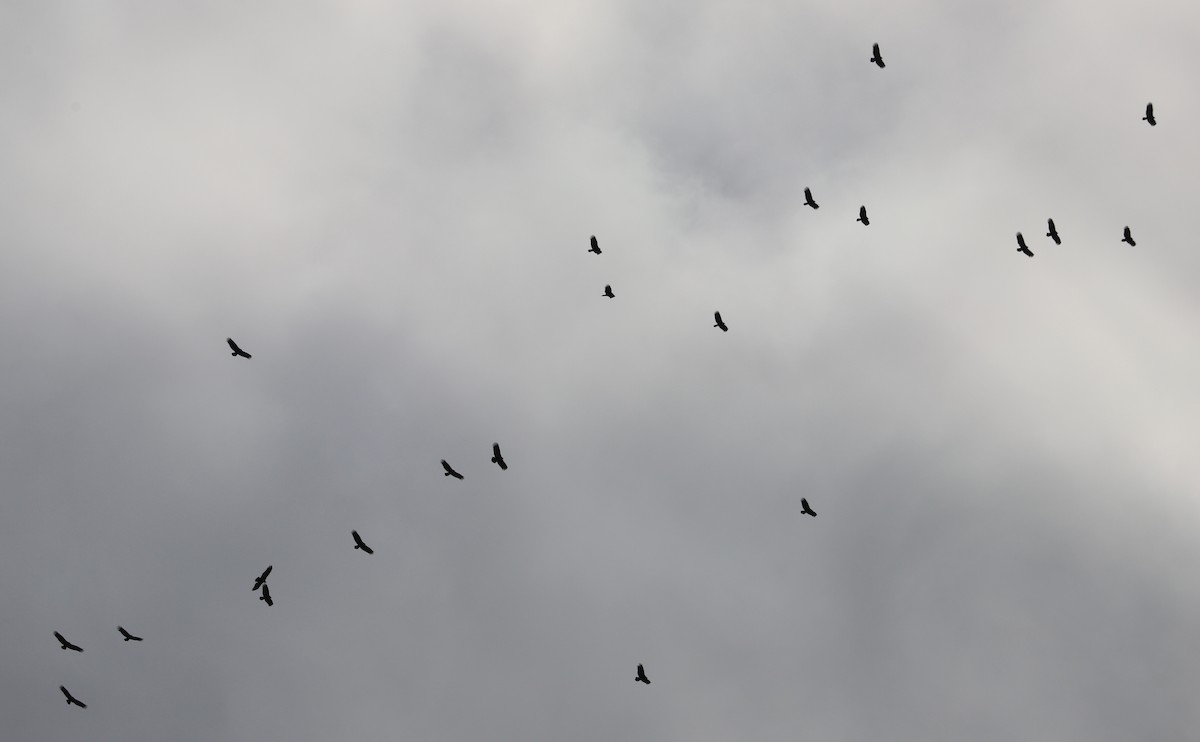 Turkey Vulture - ML646138477