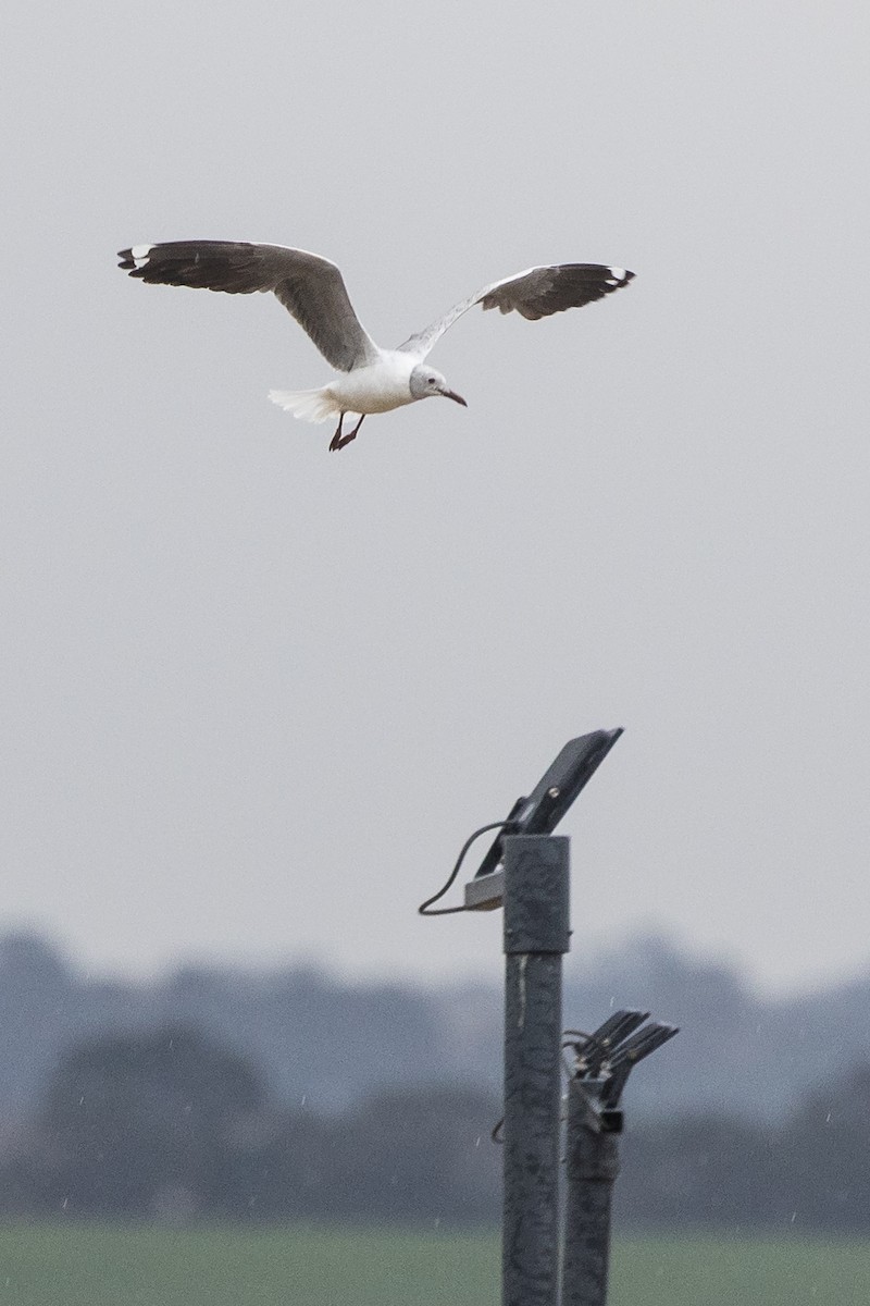 Gray-hooded Gull - ML646138479