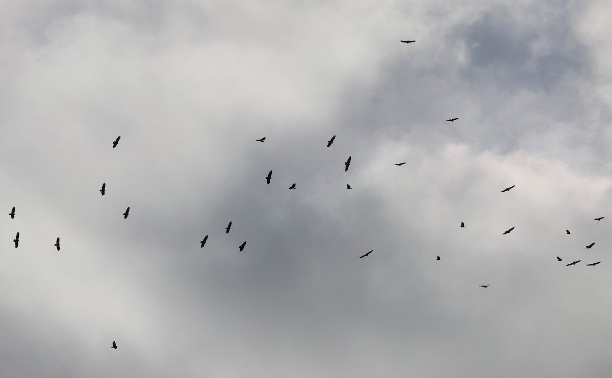 Turkey Vulture - ML646138481
