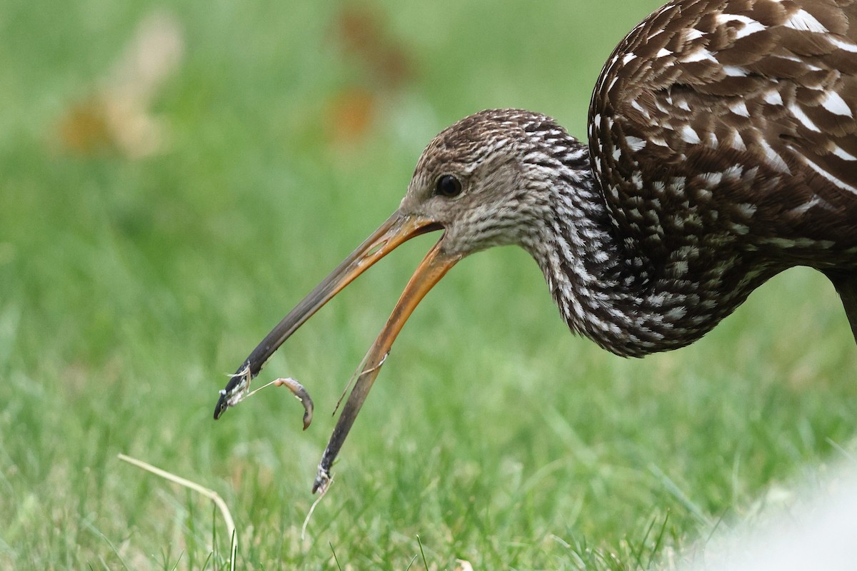 Limpkin (Speckled) - ML646138490