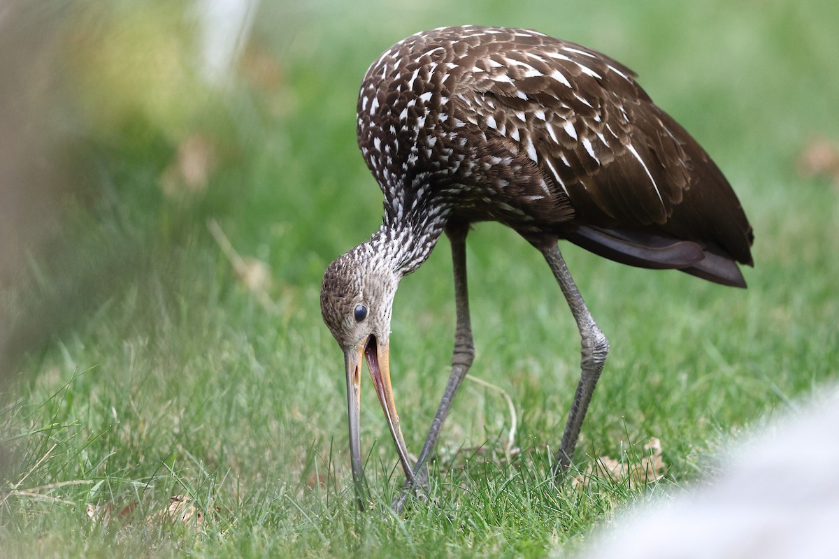 Limpkin (Speckled) - ML646138491