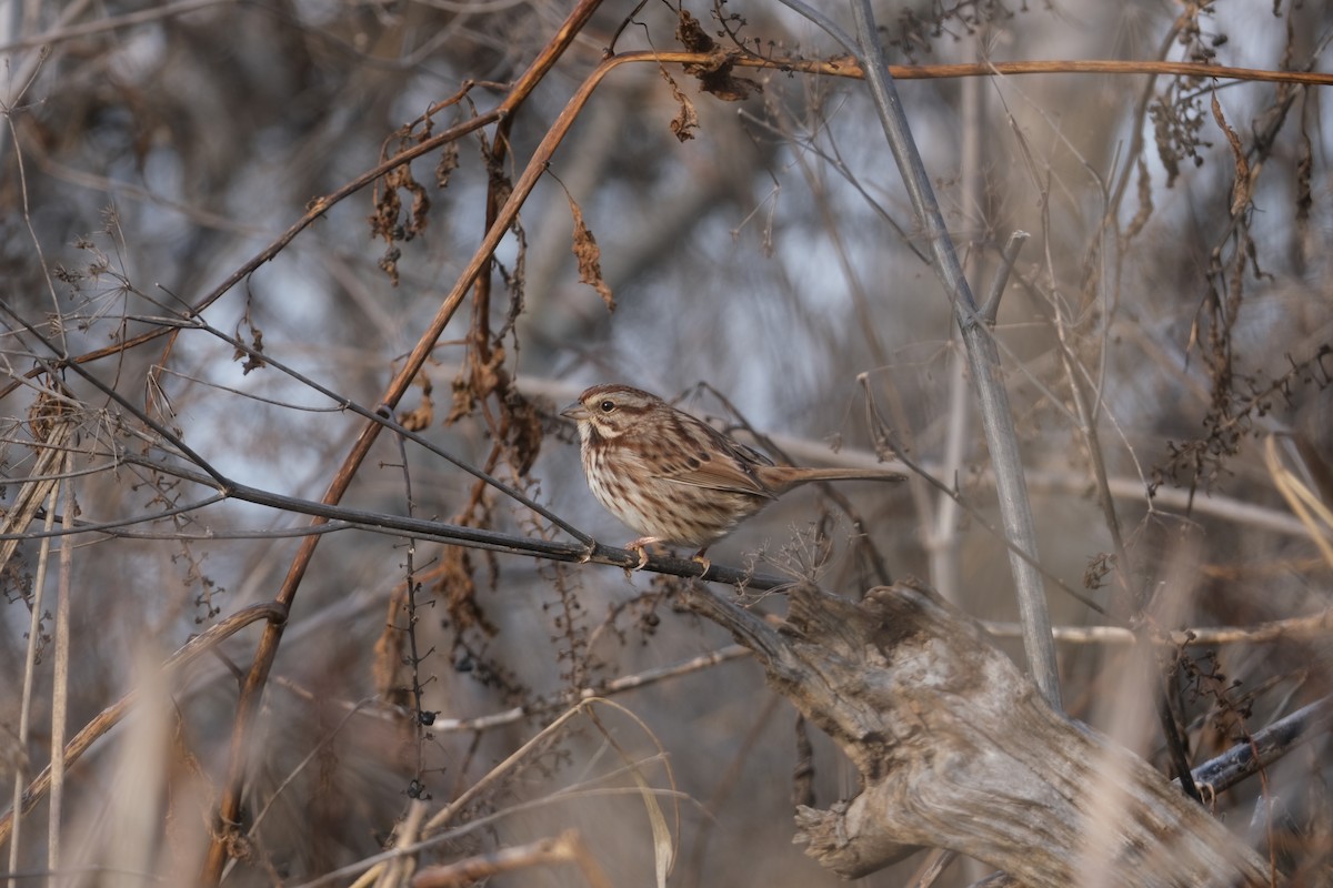 strnadec zpěvný - ML646138493