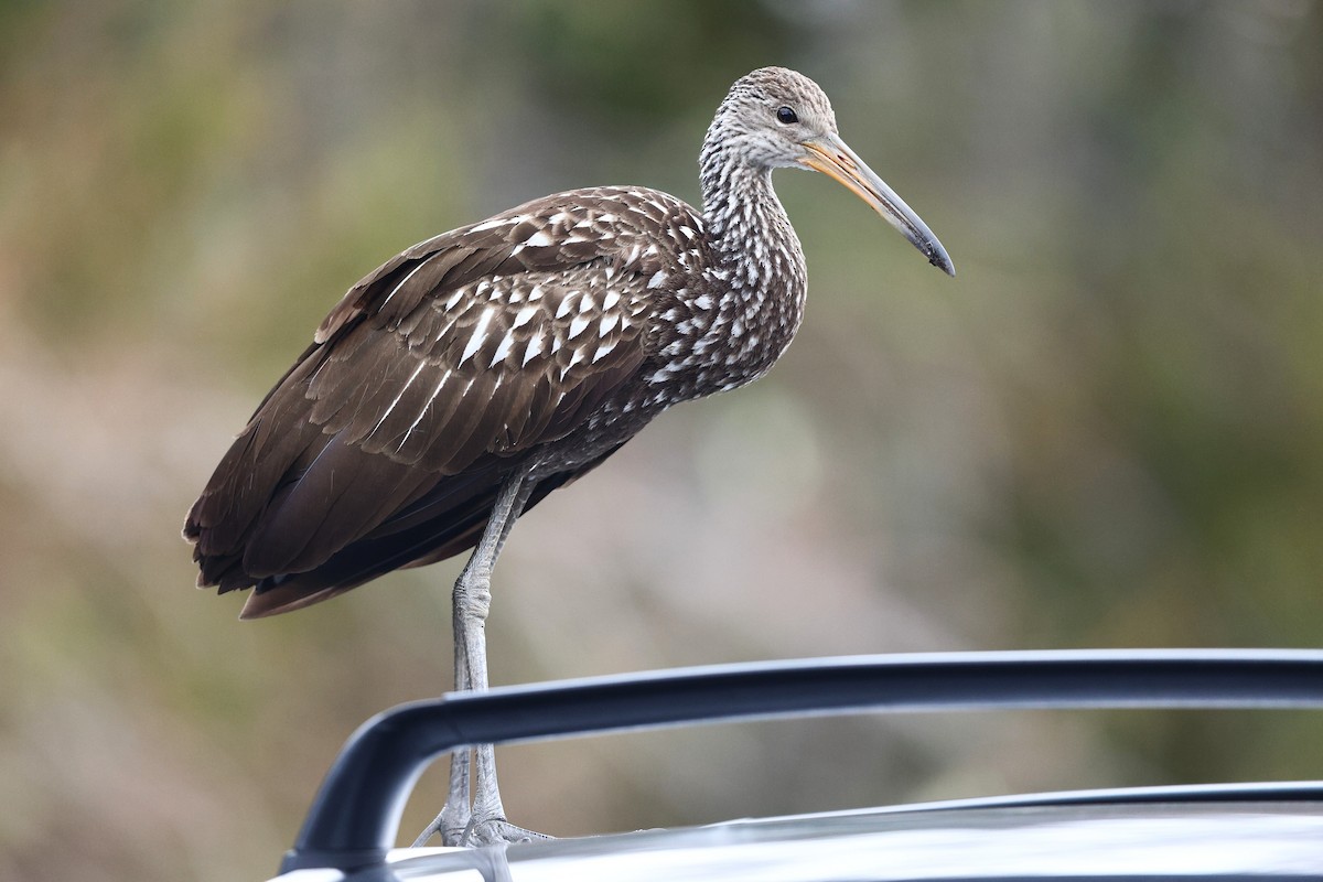 Limpkin (Speckled) - ML646138494