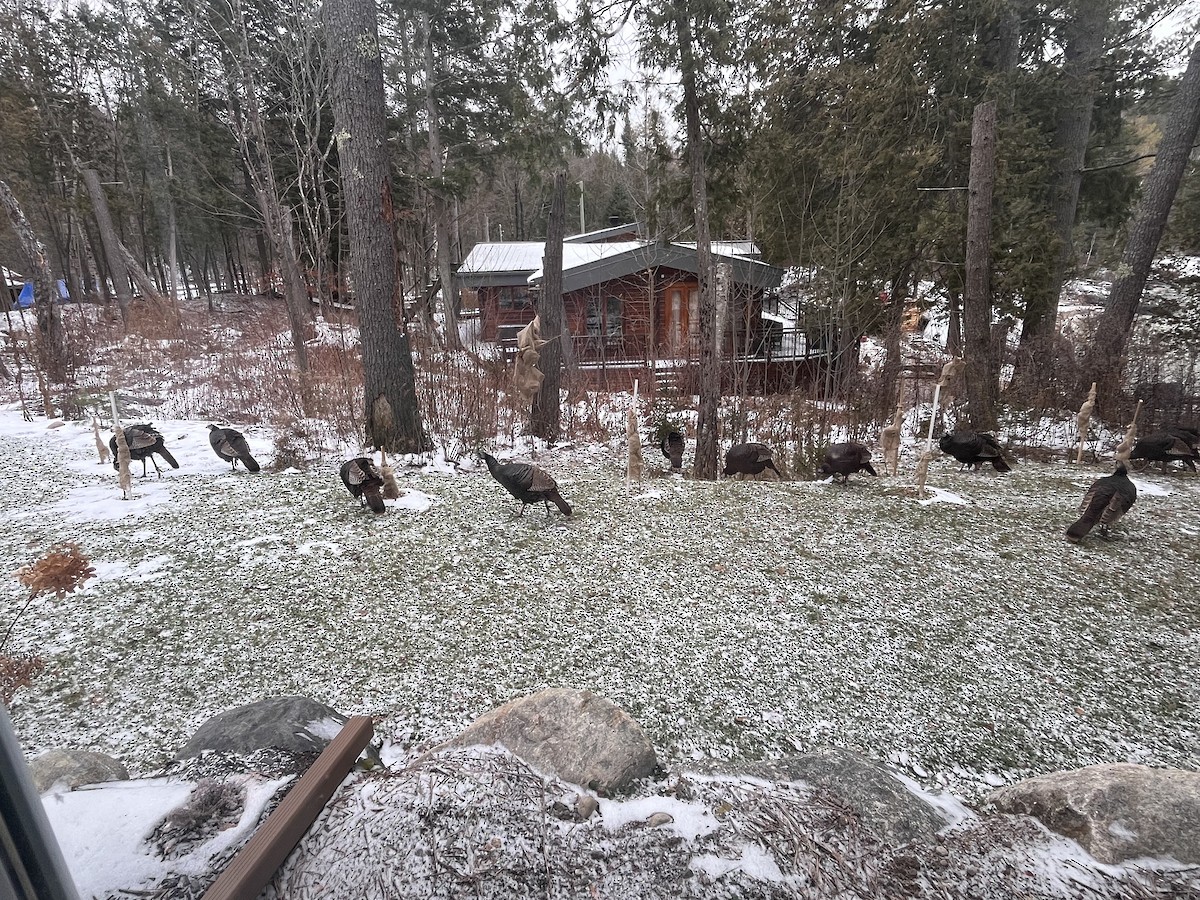 Wild Turkey - ML646138495