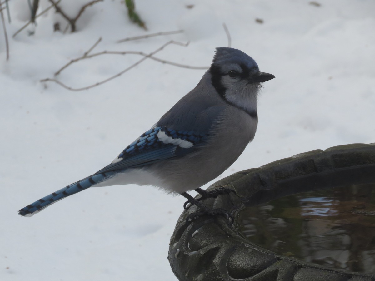 Blue Jay - ML646138500