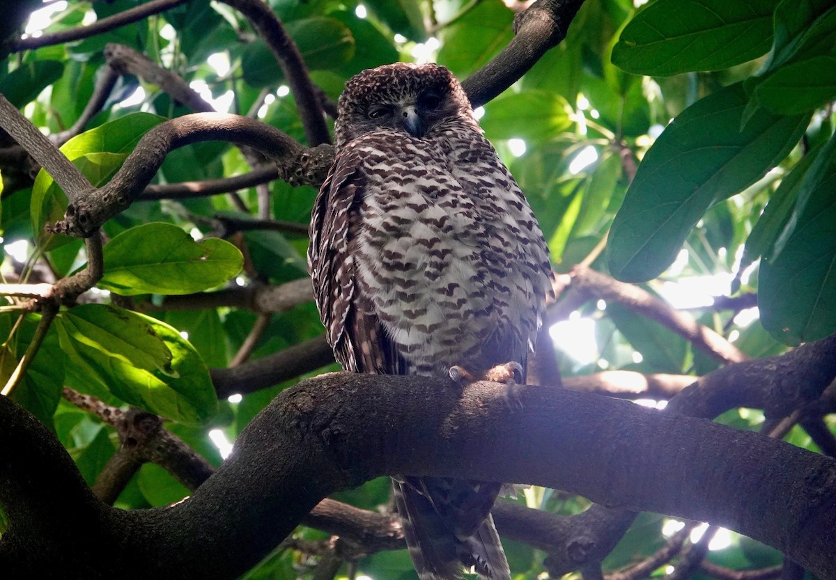 Powerful Owl - ML646138506
