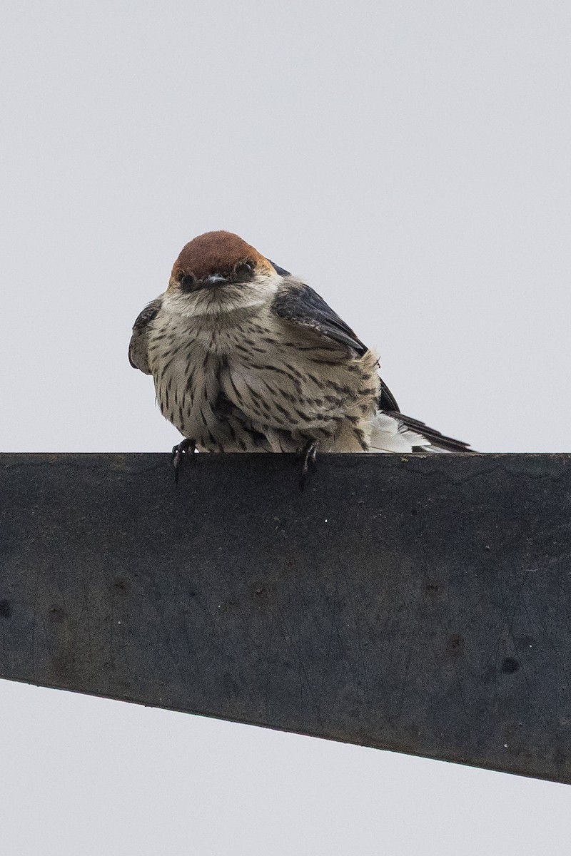 Greater Striped Swallow - ML646138513