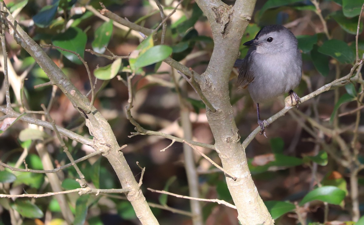 Gray Catbird - ML646138514