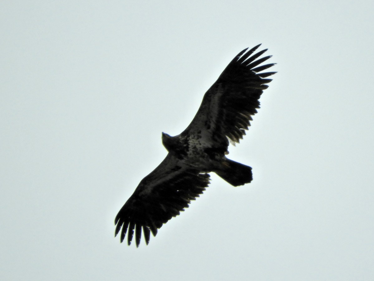 Bald Eagle - ML646138521