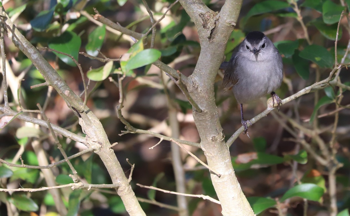 Gray Catbird - ML646138524