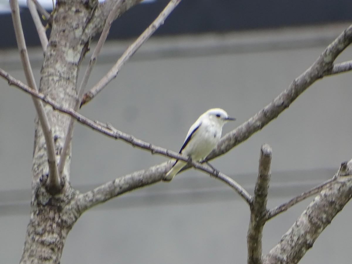 White Monjita - ML646138529