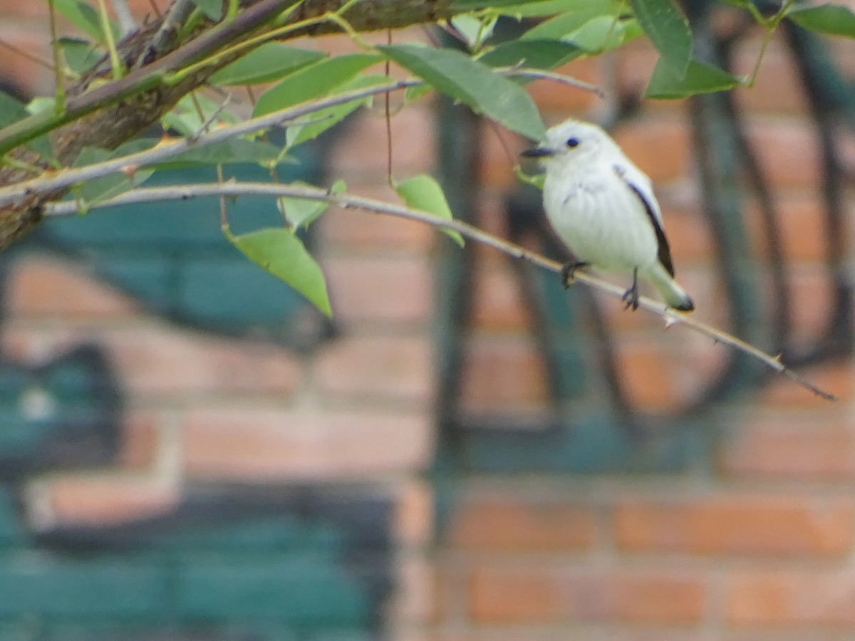 White Monjita - ML646138530