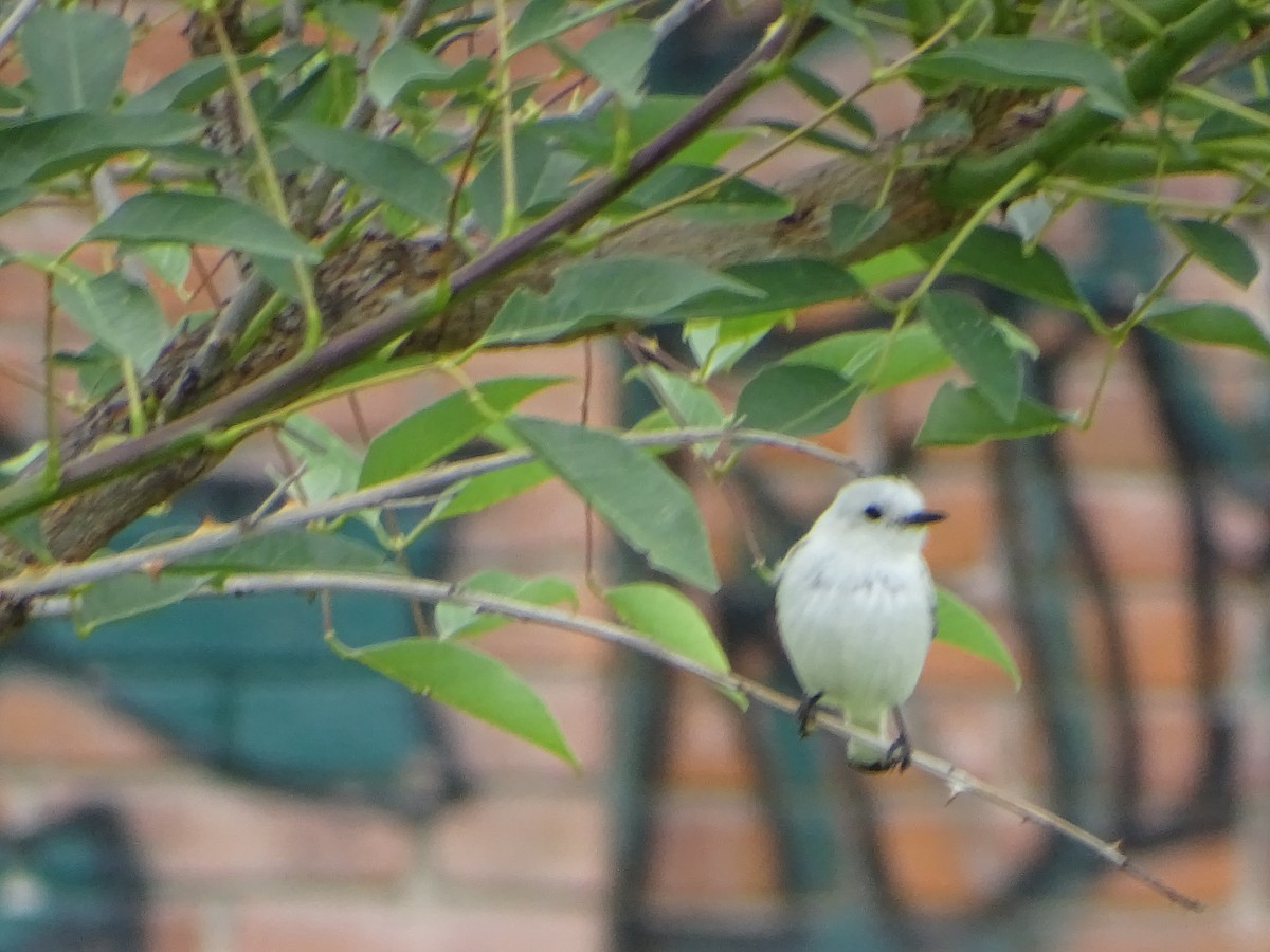 White Monjita - ML646138531