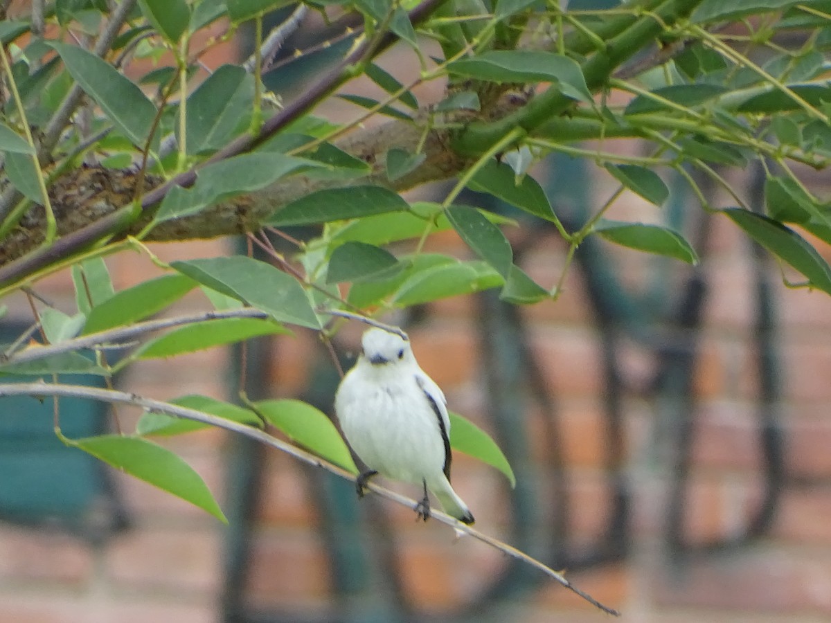 White Monjita - ML646138532