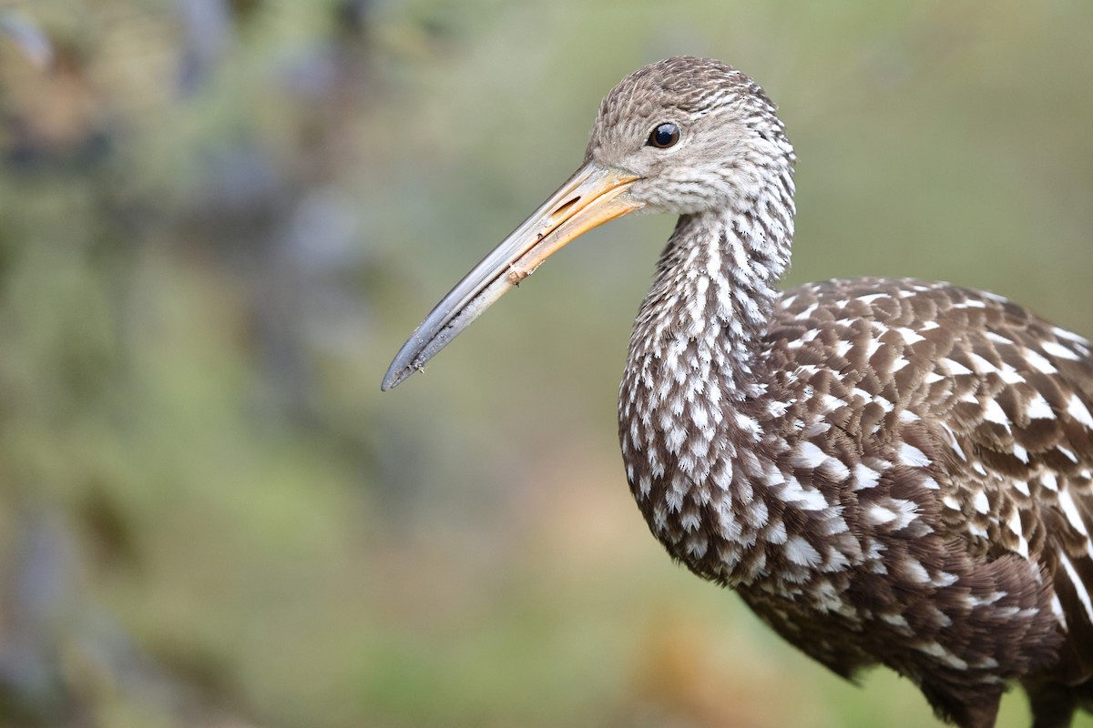 Limpkin (Speckled) - ML646138533