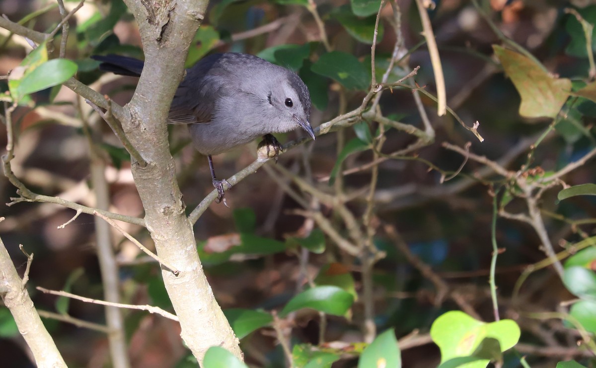 Gray Catbird - ML646138534