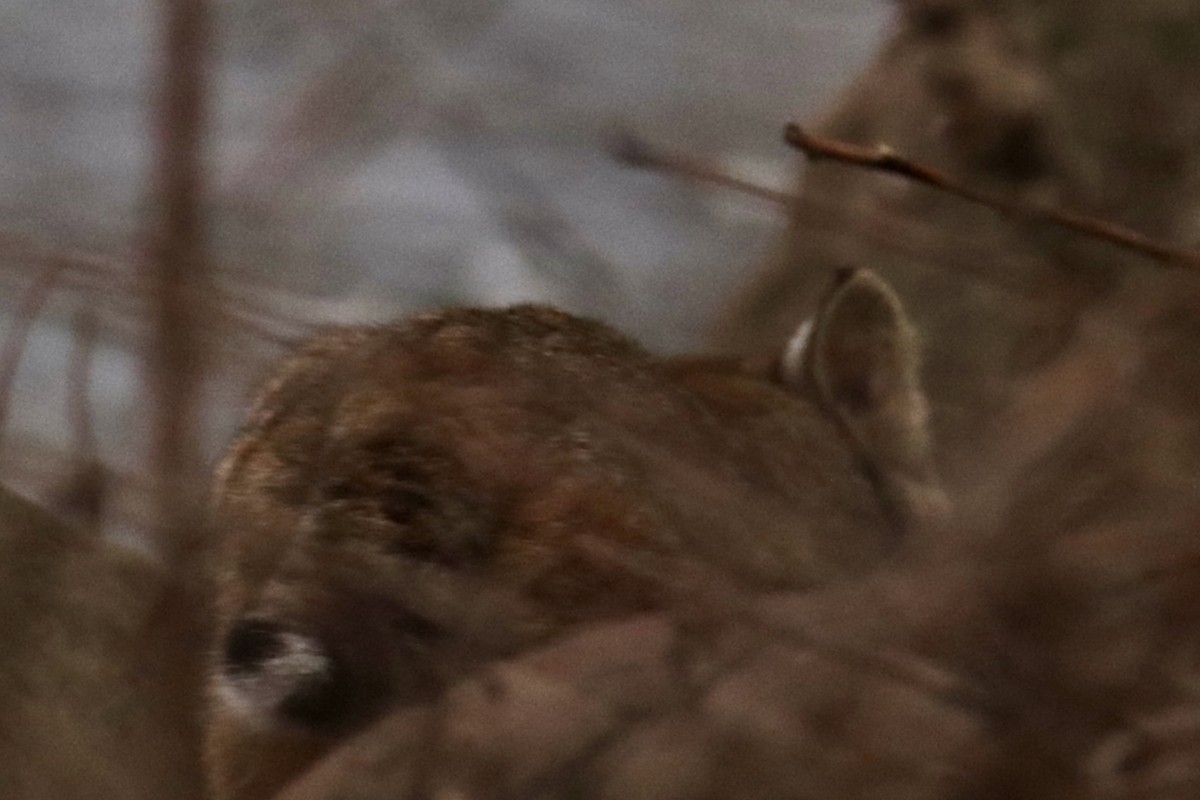 Animals - ML646138538