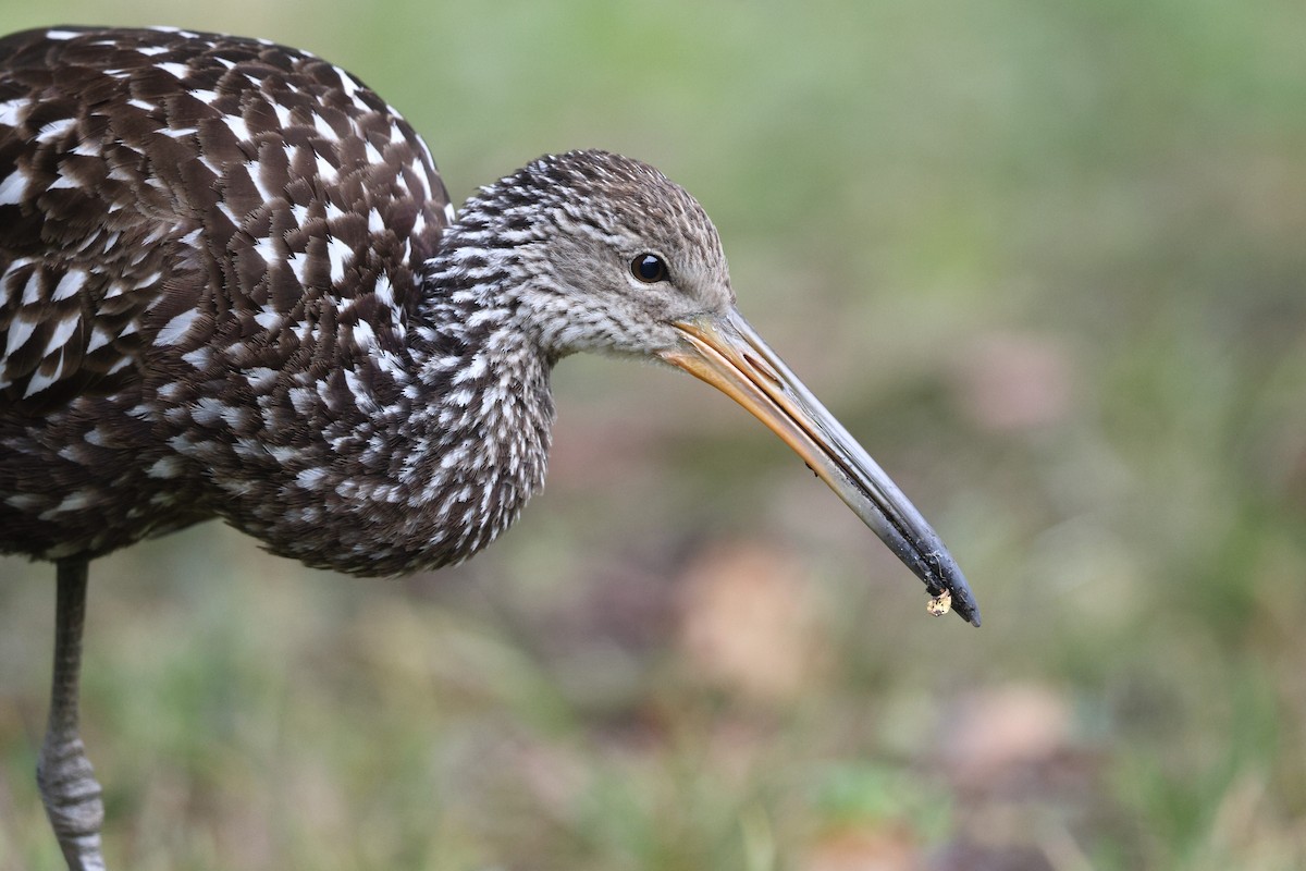 Limpkin (Speckled) - ML646138541