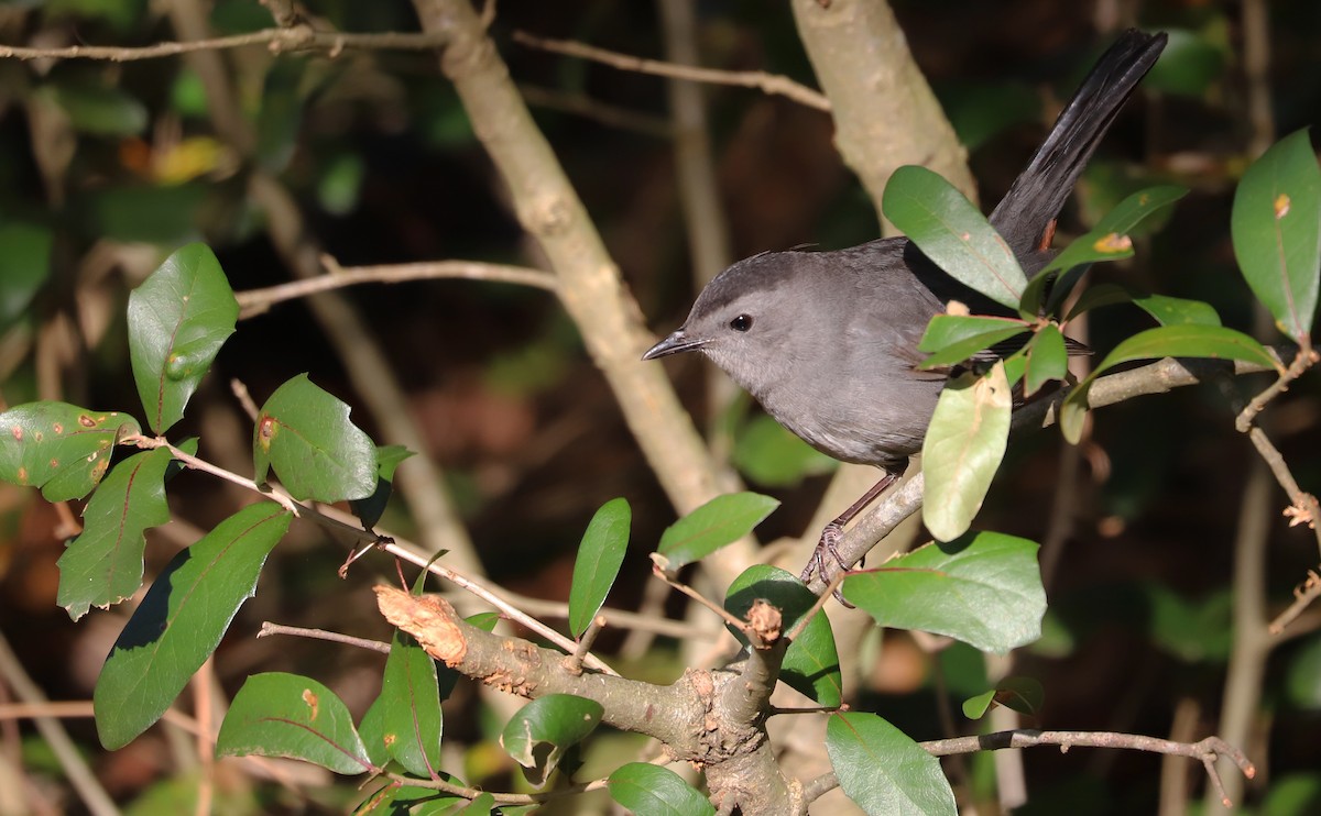 Gray Catbird - ML646138544