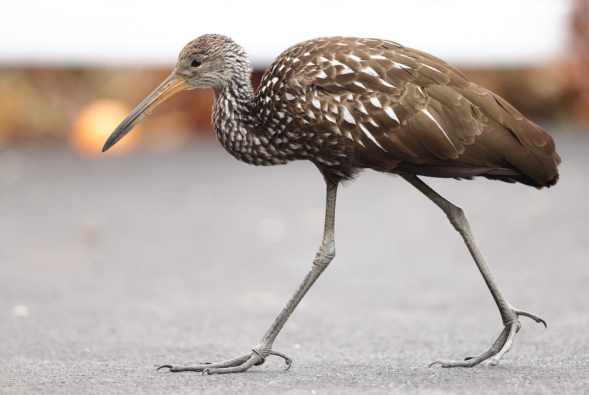 Limpkin (Speckled) - ML646138546
