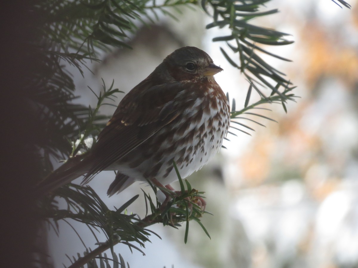 Fox Sparrow - ML646138547