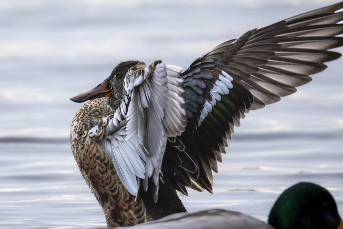 Northern Shoveler - ML646138551