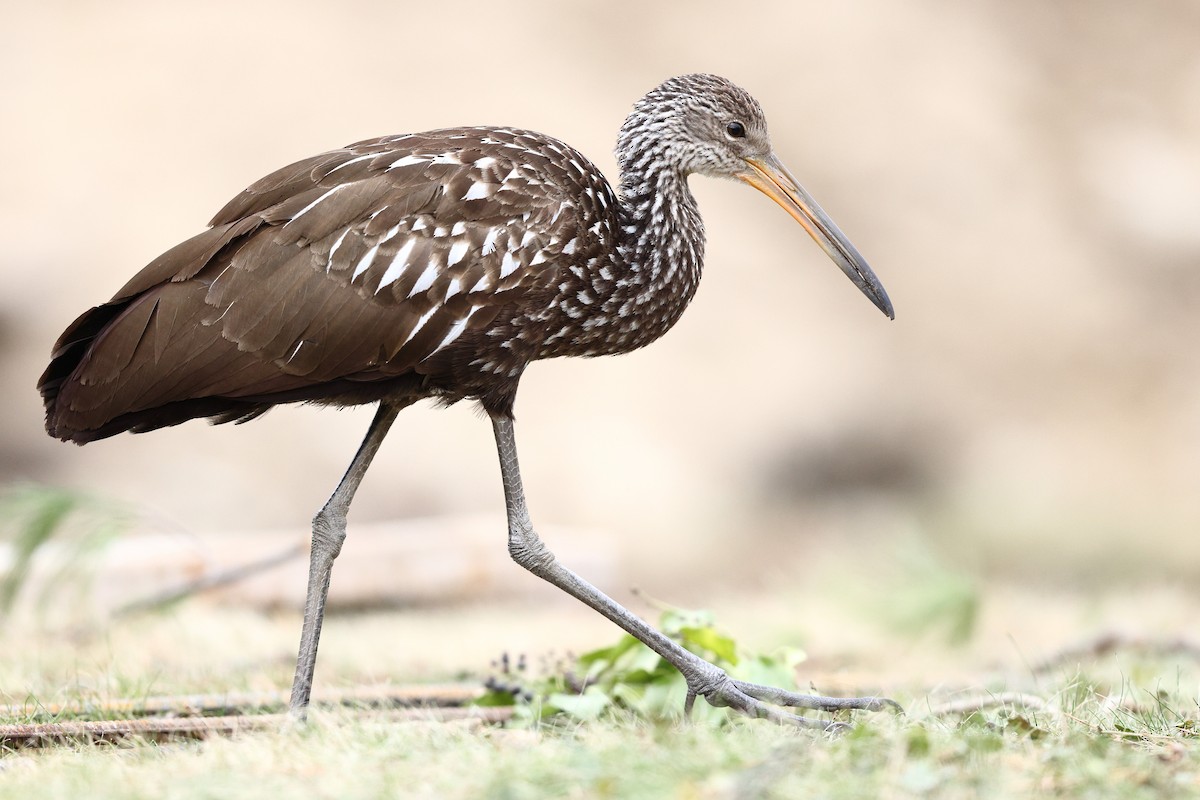 Limpkin (Speckled) - ML646138553